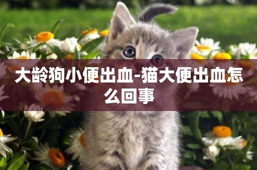 大龄狗小便出血-猫大便出血怎么回事